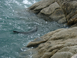 Separation Point �̃A�U���V