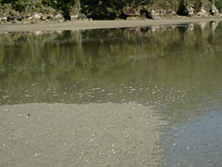 ���������Ă��Ă�l�q